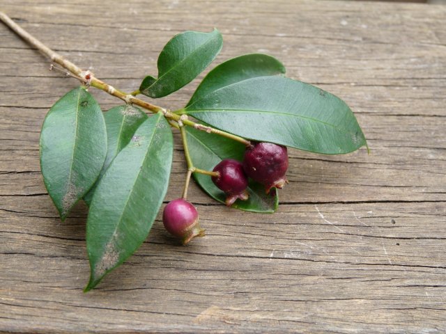 Lilli pilli fruit to make jelly